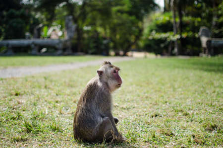 Monkey sitting and staring on a green grassy field in Angkor Wat Templeの写真素材
