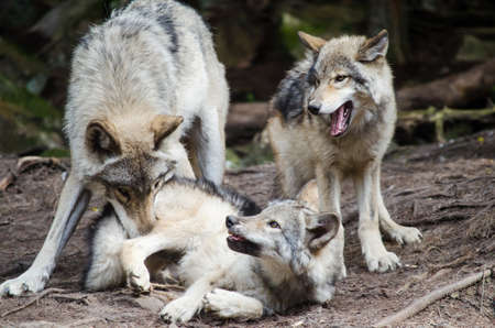 Wolf family playing in wildの写真素材