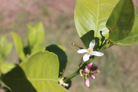 Lemon blossomの写真素材
