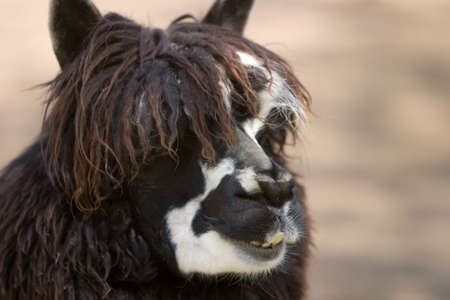 Close up of an alpacaの写真素材