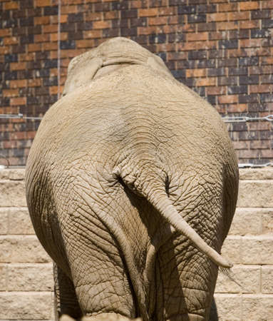 The back side of an elephant at a zooの写真素材
