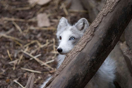 A small arctic fox in a zoo with different colored eyes