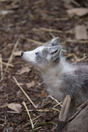 A small arctic fox in a zoo