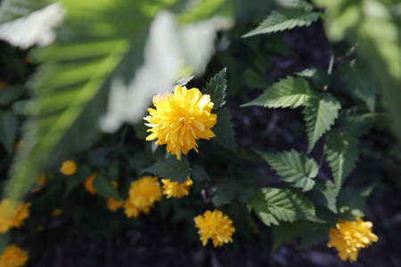A yellow flower with great vitality.の写真素材