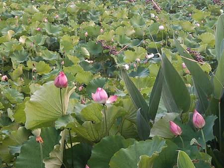Lotus in the lotus pond, Udonthani, Thailandの写真素材