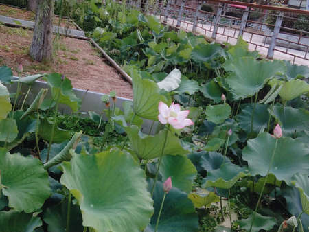 Lotus flower and Lotus flower plants in the pond, lotus flowerの写真素材