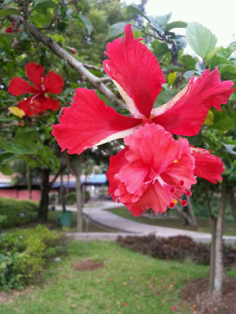 Close up of a Hibiscus flowerの素材