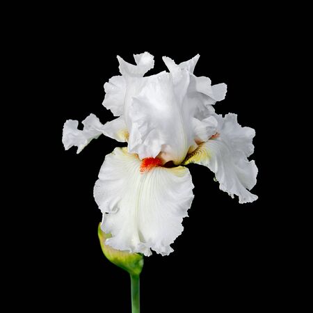 Beautiful white iris flower on a black background