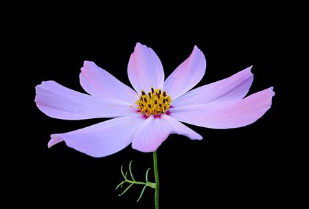 Pink flower of cosmos isolated on a black backgroundの写真素材