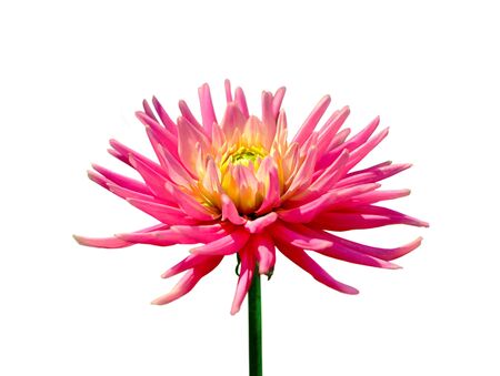 Pink dahlia flower isolated on a white backgroundの写真素材