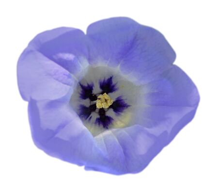 Beautiful blue flower isolated on a white backgroundの写真素材