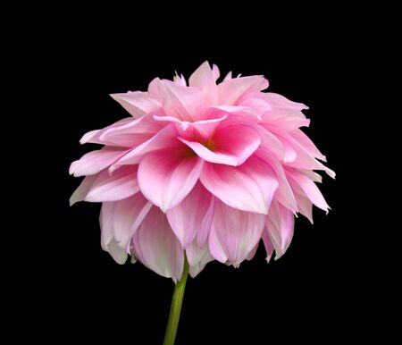 Flower of pink dahlia isolated on a black backgroundの写真素材