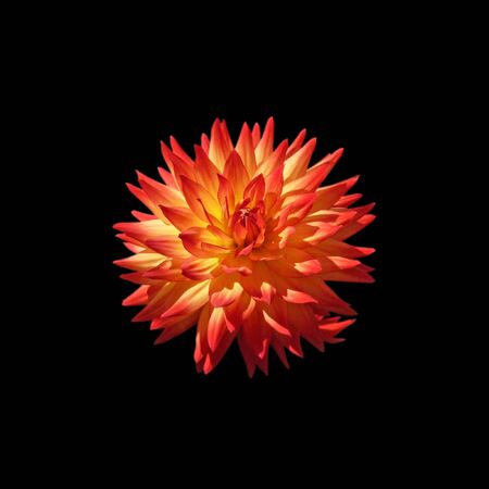 Beautiful motley dahlia isolated on a black backgroundの写真素材