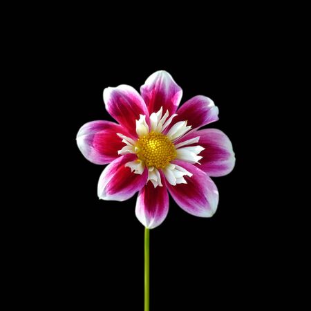 Beautiful motley dahlia isolated on a black backgroundの写真素材