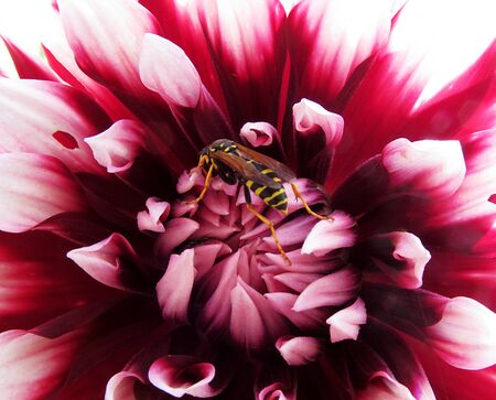 Wasp and dahlia flower with burgundy veins on the petals
