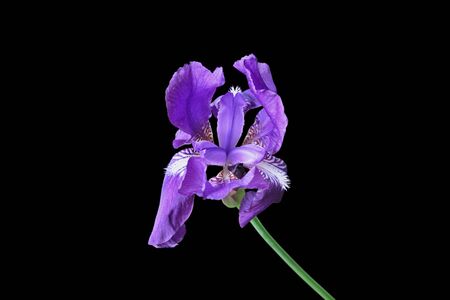 Beautiful violet iris isolated on a black backgroundの写真素材
