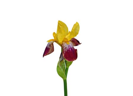 Beautiful motley iris isolated on a white background