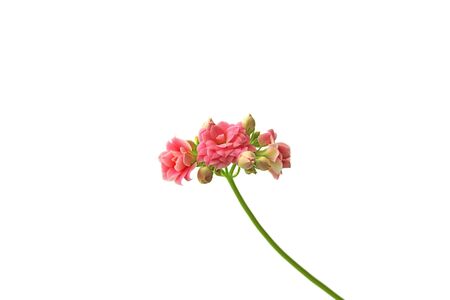 Branch of pink flowers isolated on a white backgroundの写真素材