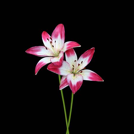 Beautiful colourful lilies isolated on a black backgroundの写真素材