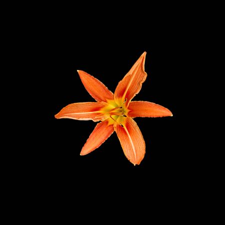 Beautiful orange lily isolated on a black backgroundの写真素材