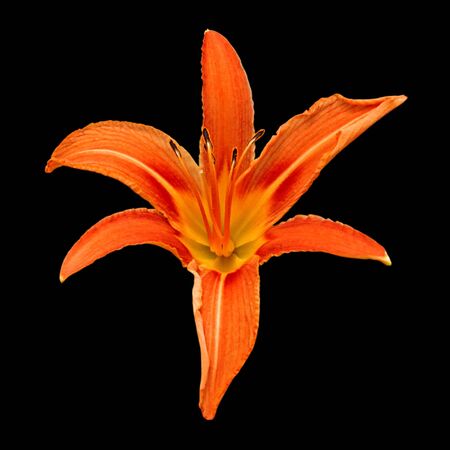 Beautiful orange lily isolated on a black backgroundの写真素材