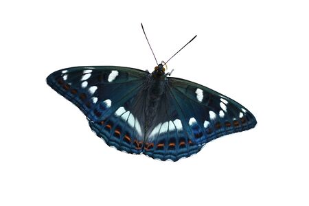 Beautiful black butterfly isolated on a white background