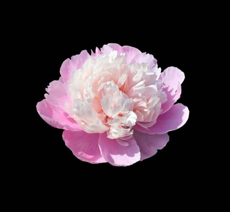 Pale pink peony flower on a black backgroundの写真素材