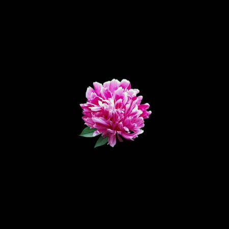 Pink peony flower isolated on a black backgroundの写真素材