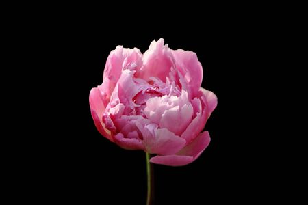 Pink peony flower isolated on a black backgroundの写真素材