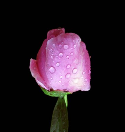 Beautiful pink peony isolated on a black backgroundの写真素材