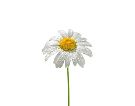 Beautiful chamomile flower isolated on a white backgroundの写真素材