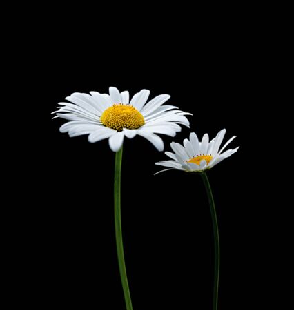 Two flowers of chamomile isolated on a black backgroundの写真素材