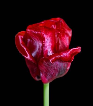 Beautiful bordeaux tulip isolated on a black backgroundの写真素材
