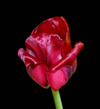 Beautiful bordeaux tulip isolated on a black backgroundの写真素材