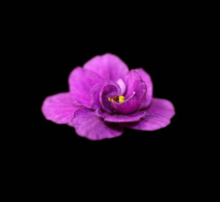 Beautiful purple violet flower isolated on a black backgroundの写真素材