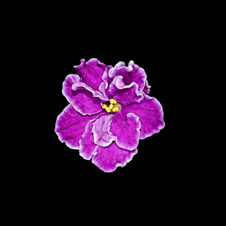 Beautiful purple violet flower isolated on a black backgroundの写真素材