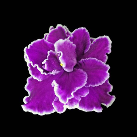 Beautiful purple violet flower isolated on a black backgroundの写真素材