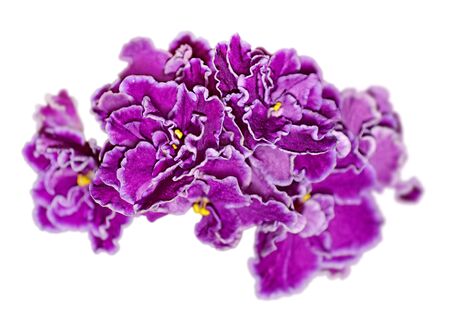 Beautiful purple violet flower isolated on a white backgroundの写真素材