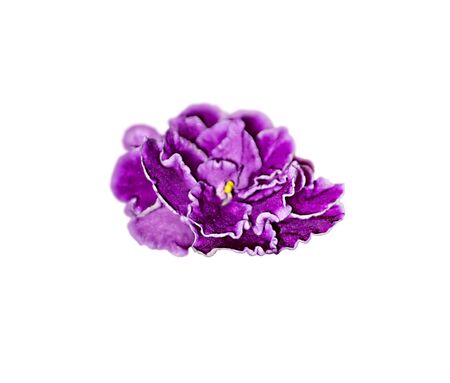 Beautiful purple violet flower isolated on a white backgroundの写真素材