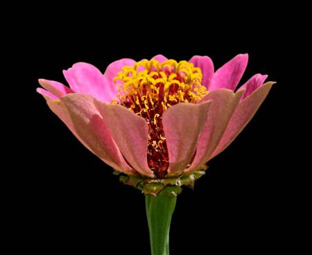 Beautiful pink flower isolated on a black backgroundの写真素材