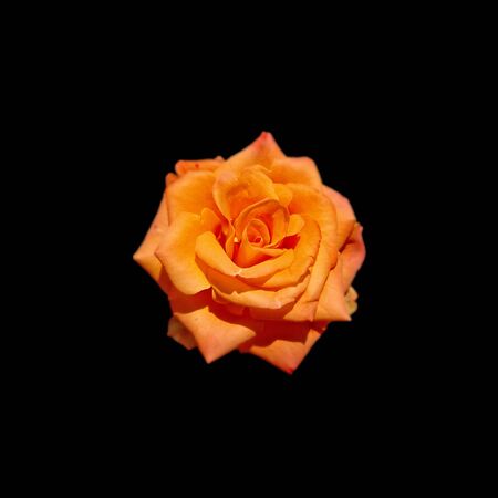 Beautiful orange rose isolated on a black backgroundの写真素材