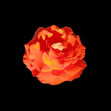 Beautiful orange rose isolated on a black backgroundの写真素材