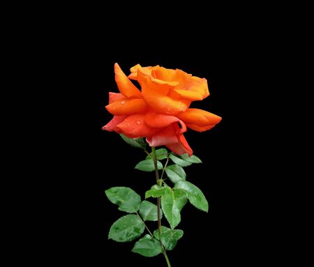 Beautiful orange rose isolated on a black backgroundの写真素材