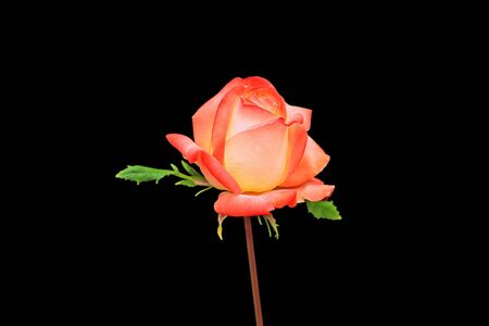 Beautiful orange rose isolated on a black backgroundの写真素材