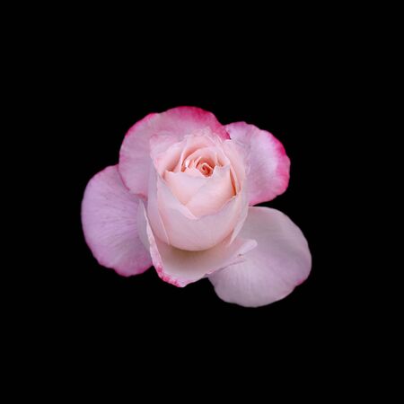 Beautiful pink rose isolated on a black backgroundの写真素材