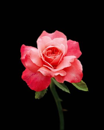 Beautiful pink rose isolated on a black backgroundの写真素材