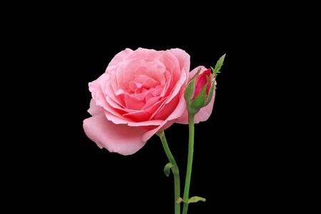 Beautiful pink rose isolated on a black backgroundの写真素材