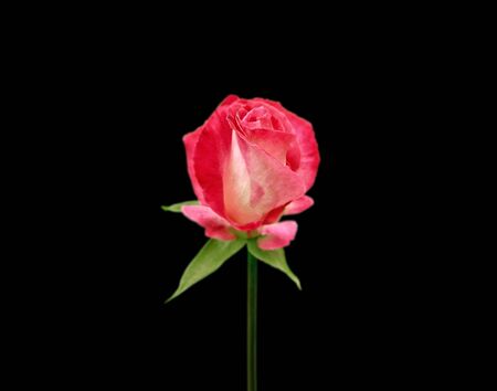 Beautiful pink rose isolated on a black backgroundの写真素材