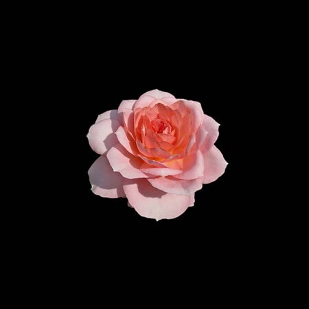 Beautiful pink rose isolated on a black backgroundの写真素材
