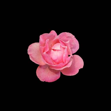 Beautiful pink rose isolated on a black backgroundの写真素材